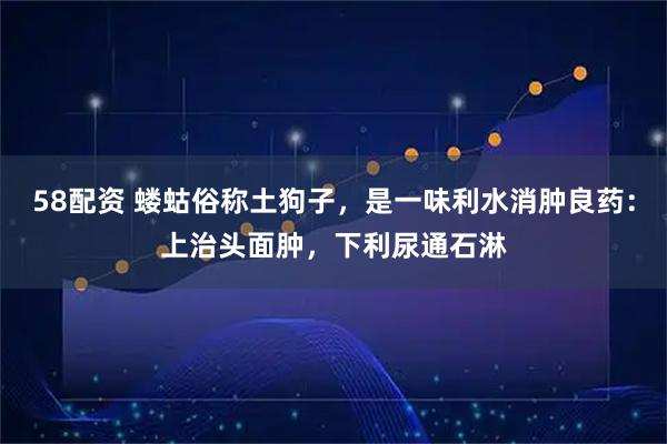 58配资 蝼蛄俗称土狗子，是一味利水消肿良药：上治头面肿，下利尿通石淋